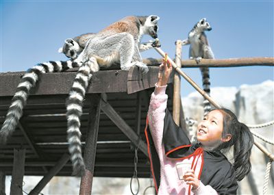 小学生与环尾狐猴互动。张进刚摄